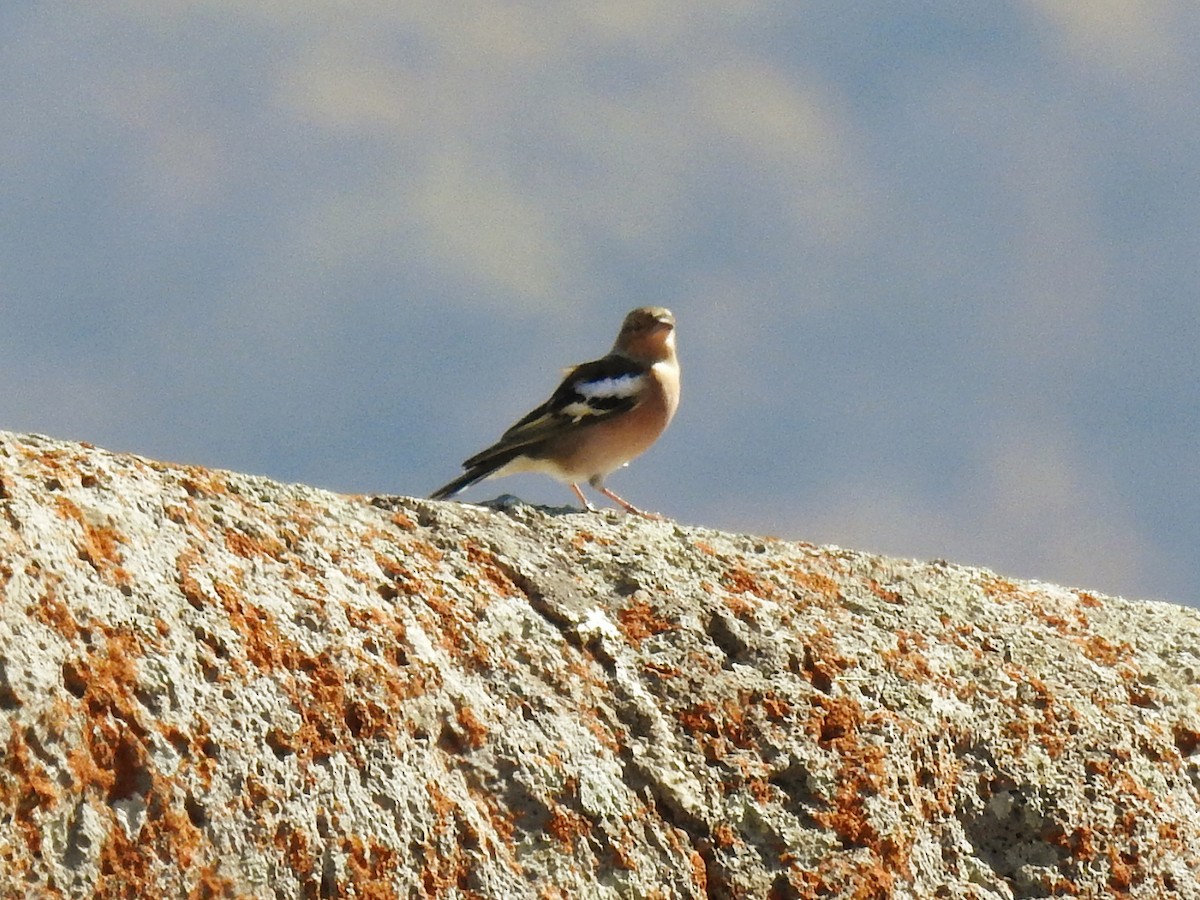 Дуулгат бужирга - ML644590859