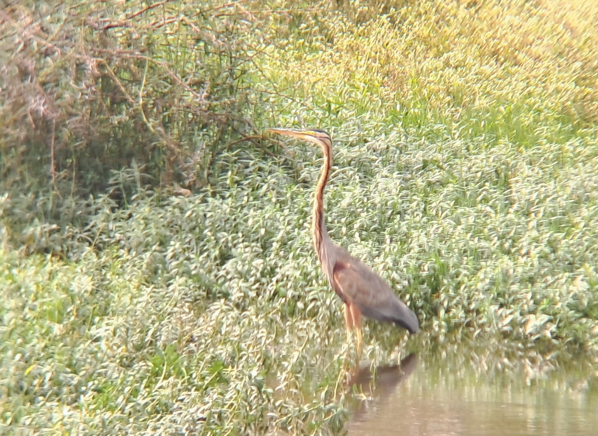 ムラサキサギ - ML644590860