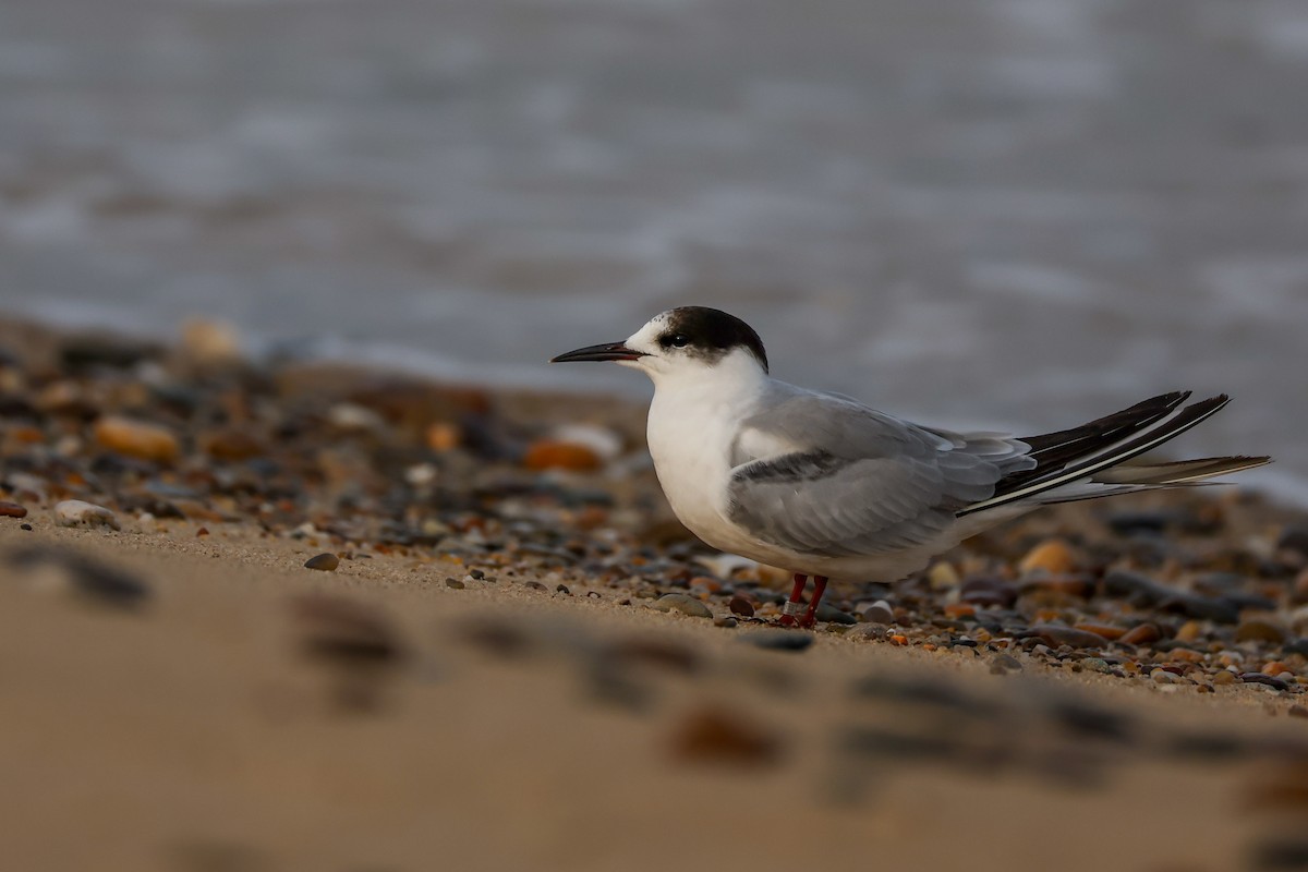Common Tern - ML644590872