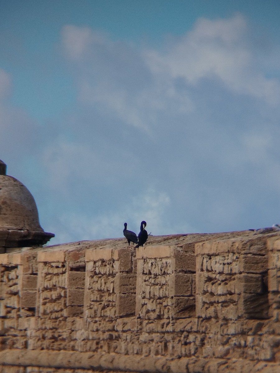 Kormoran - ML644590895