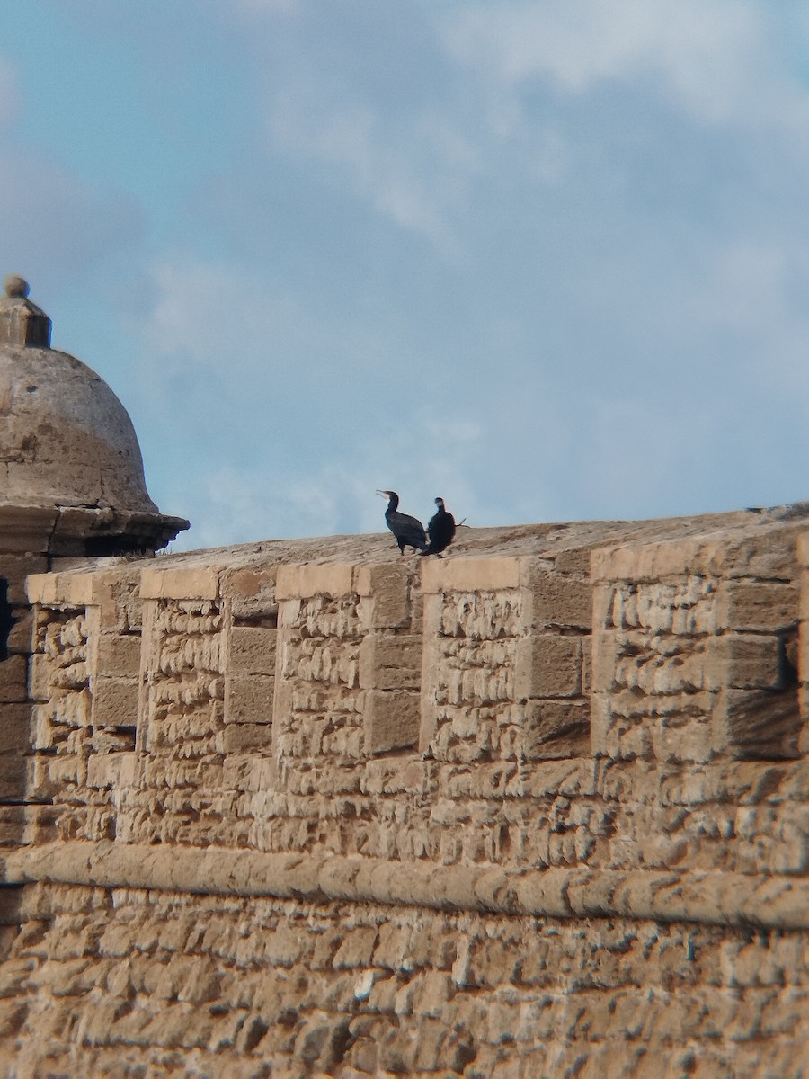 Kormoran - ML644590896