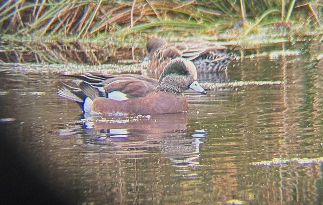 Свищ американський - ML644590898