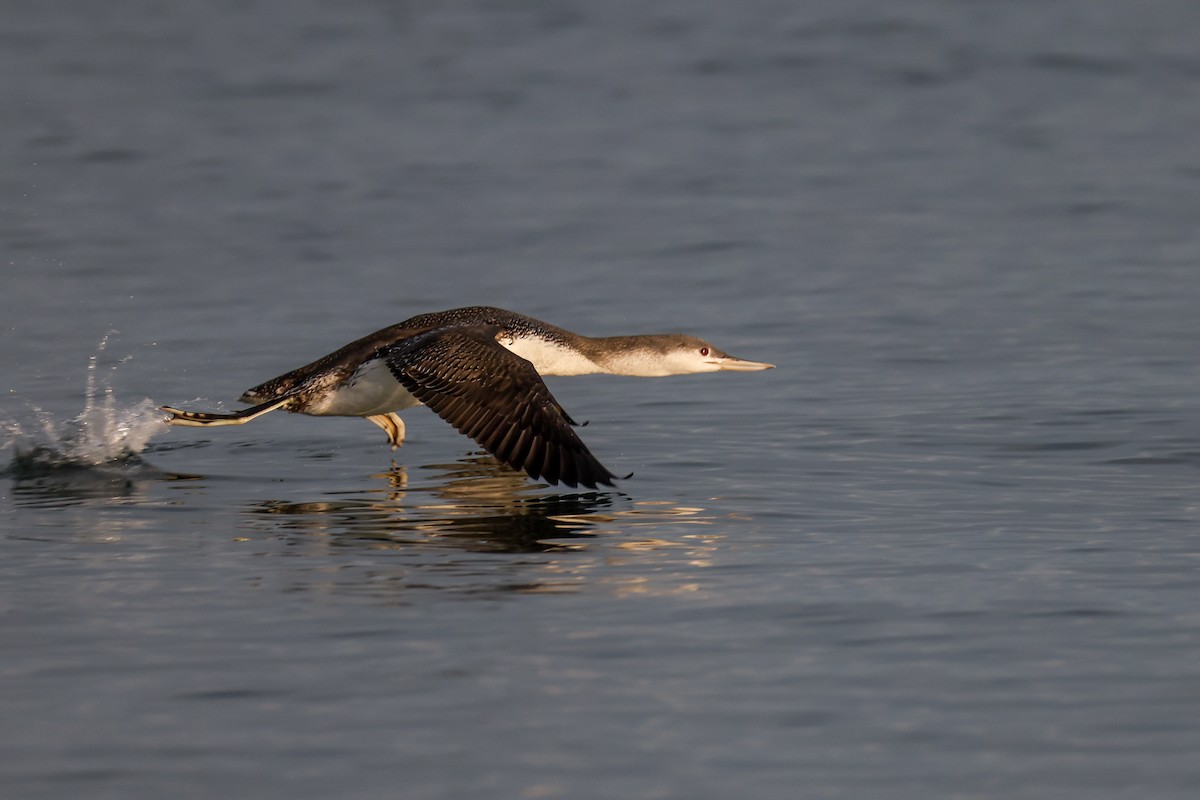 Plongeon catmarin - ML644590901