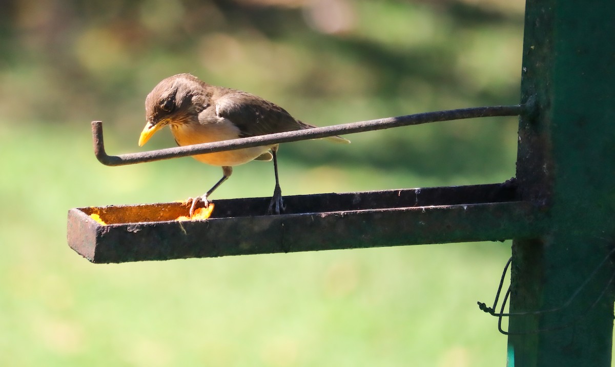 Creamy-bellied Thrush - ML644590902