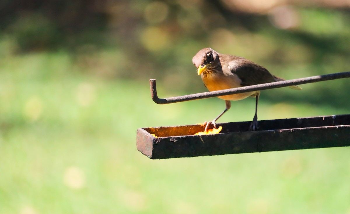 Creamy-bellied Thrush - ML644590903
