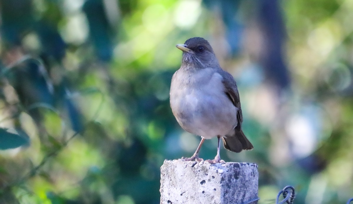 Creamy-bellied Thrush - ML644590904