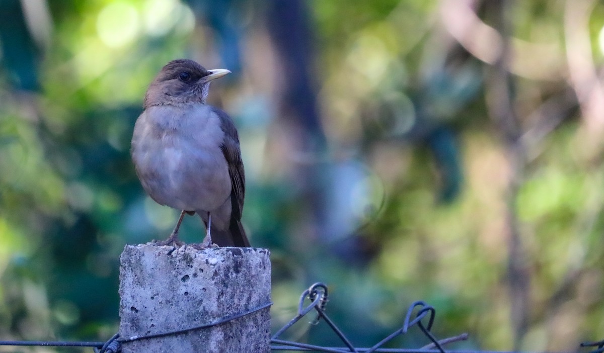 Creamy-bellied Thrush - ML644590905