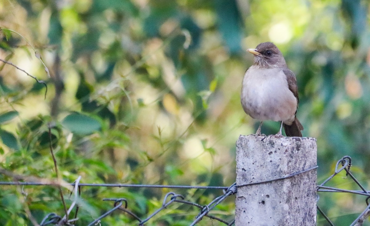 Creamy-bellied Thrush - ML644590906