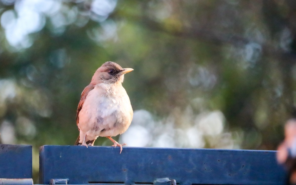 Creamy-bellied Thrush - ML644590909