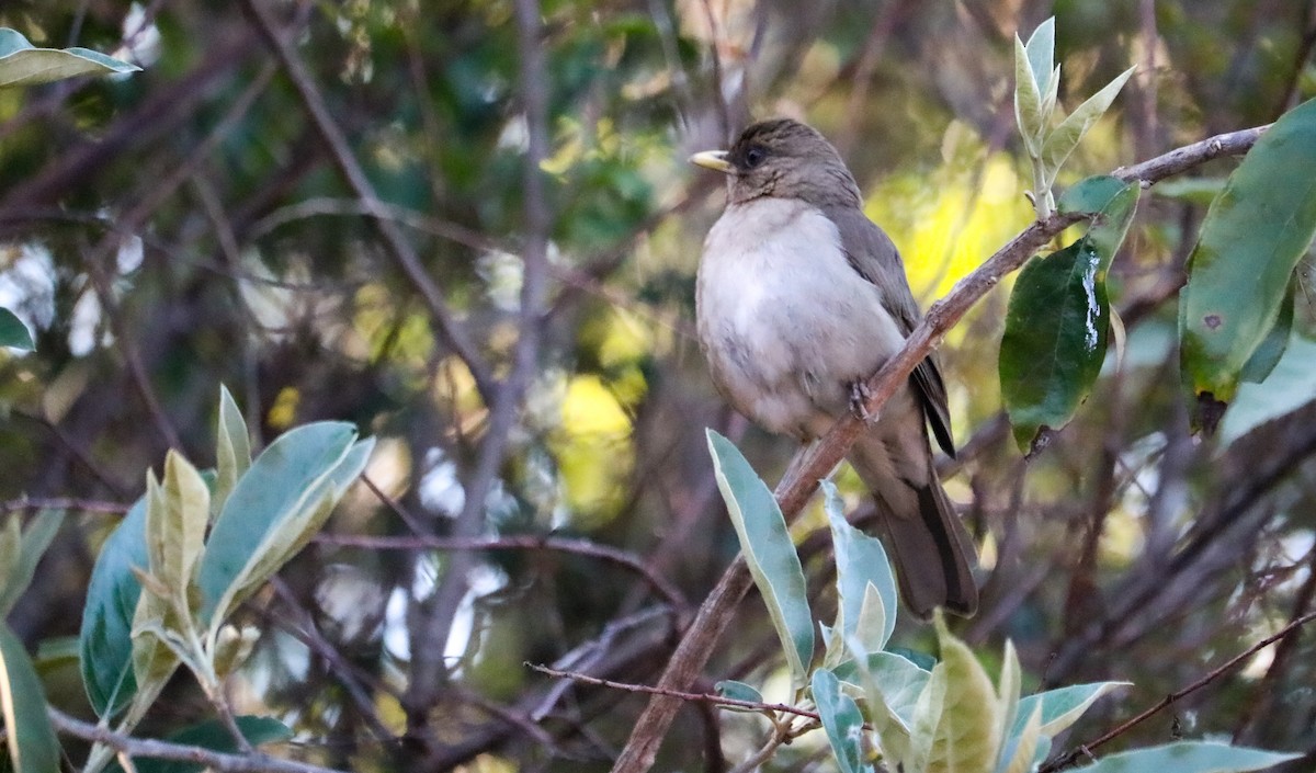 Creamy-bellied Thrush - ML644590910