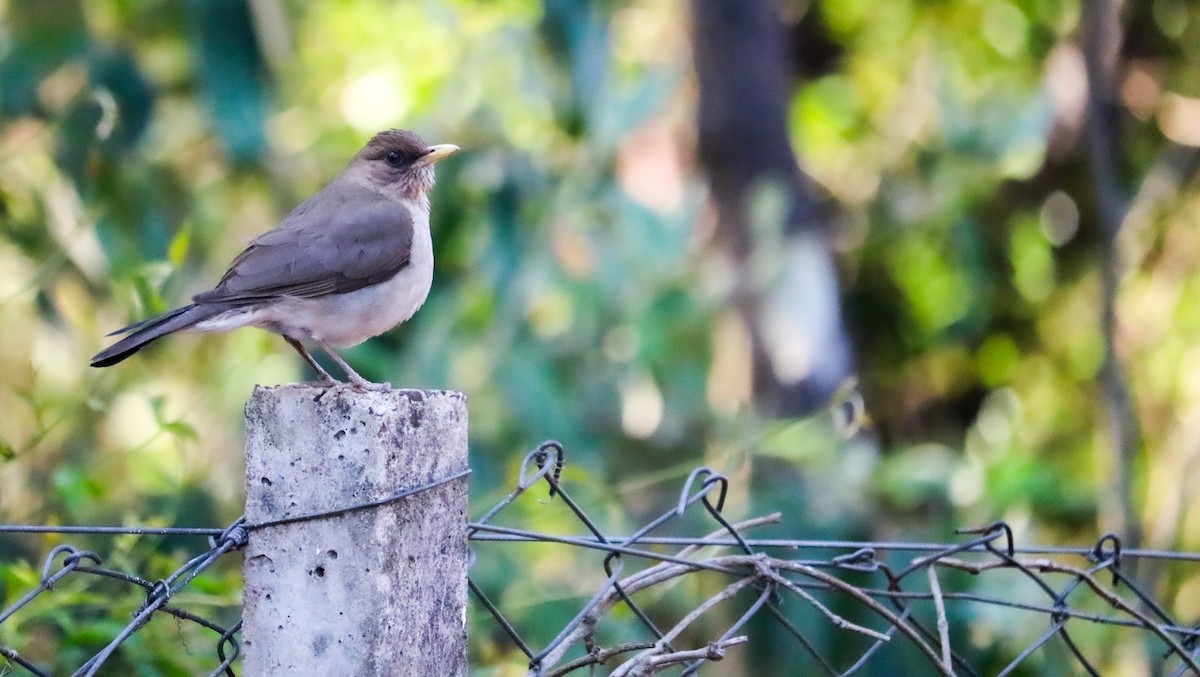 Creamy-bellied Thrush - ML644590911