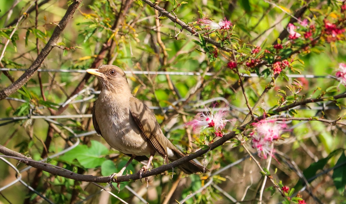 Creamy-bellied Thrush - ML644590912