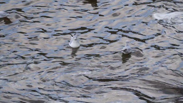 Mediterranean Gull - ML644590915