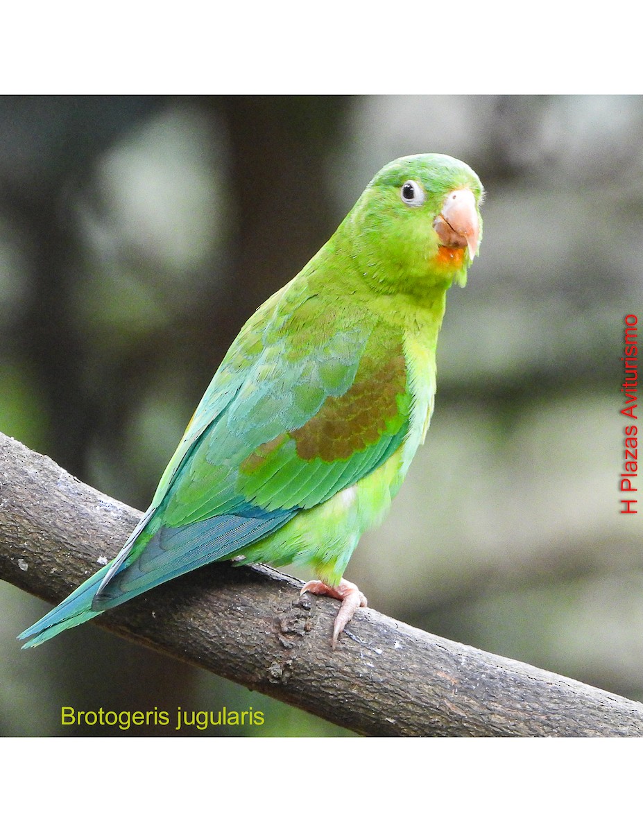 tirika tovi - ML644590918