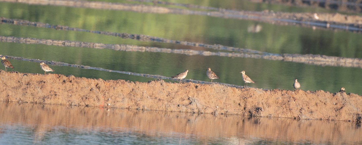 Pluvier fauve - ML644590947