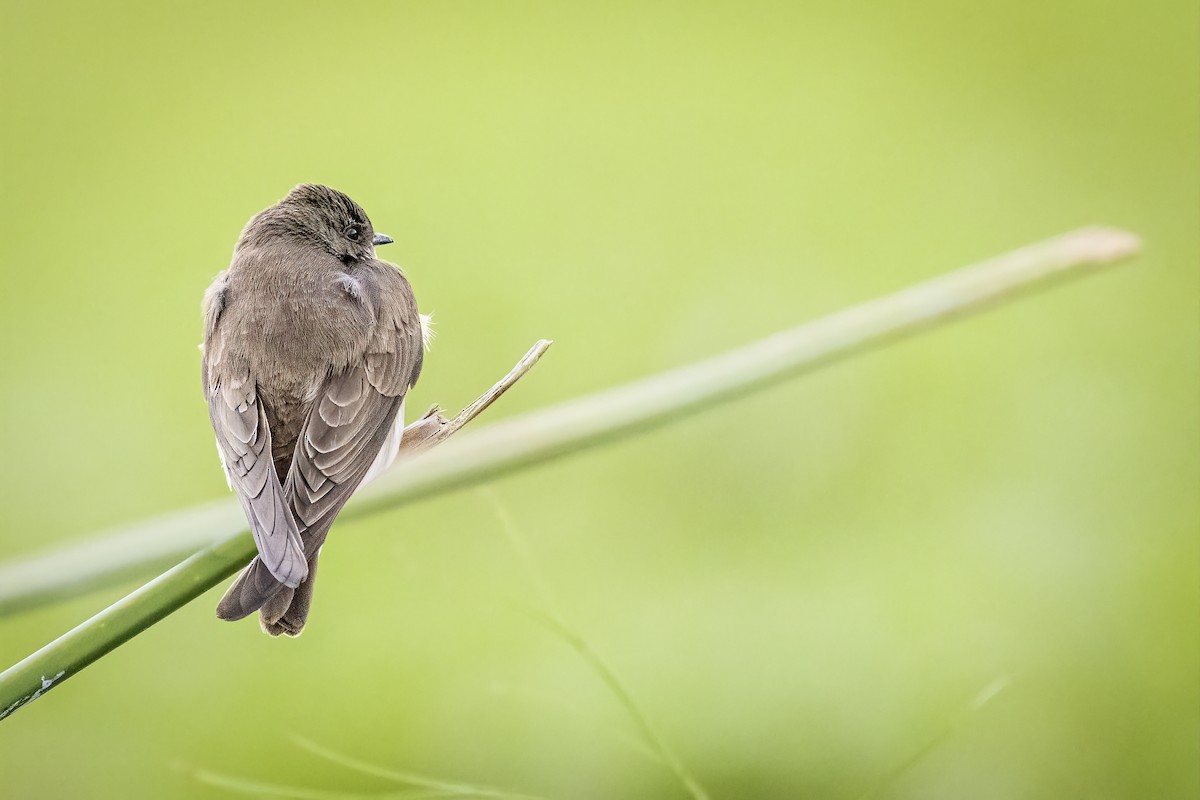 Uhalde-enara afrikarra - ML644590949