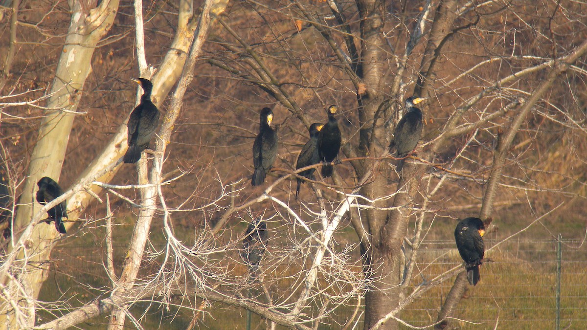 Kormoran - ML644590952