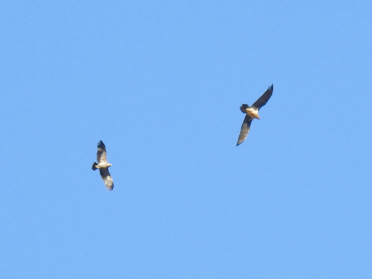 orlosup bradatý - ML644590954