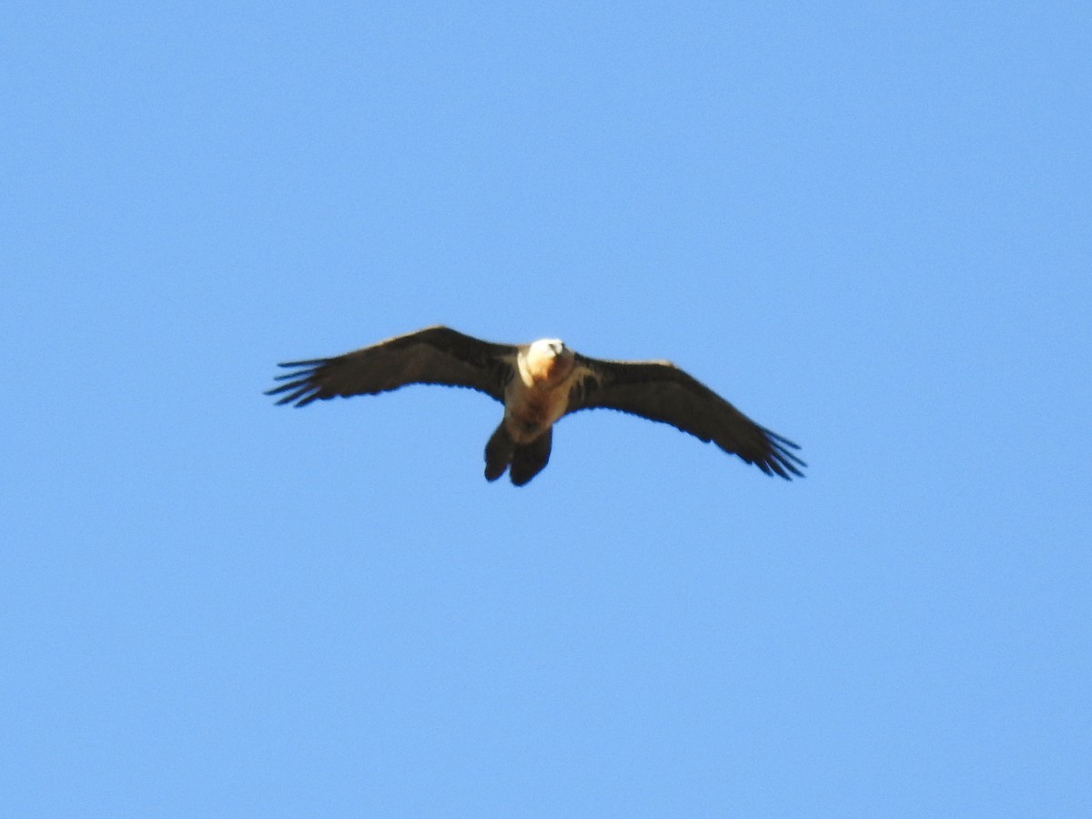 orlosup bradatý - ML644590955