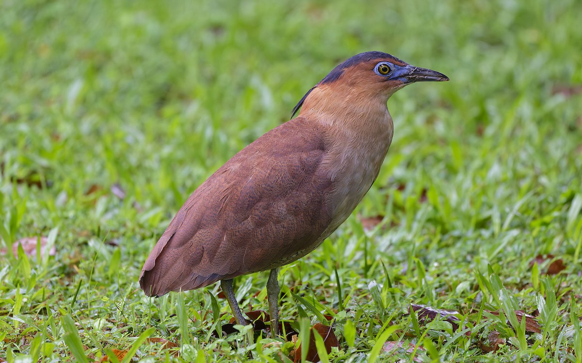 Malayan Night Heron - ML644590973