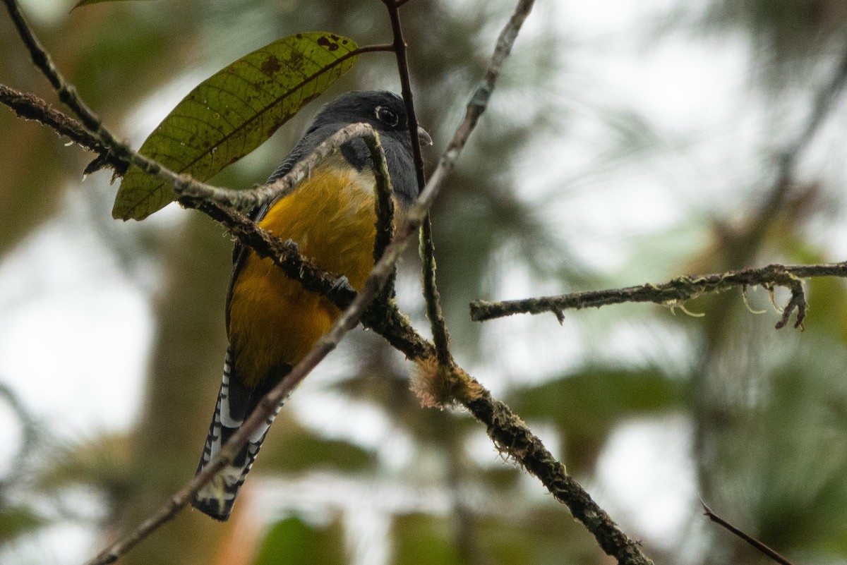 Gartered Violaceous Trogon - ML644590974