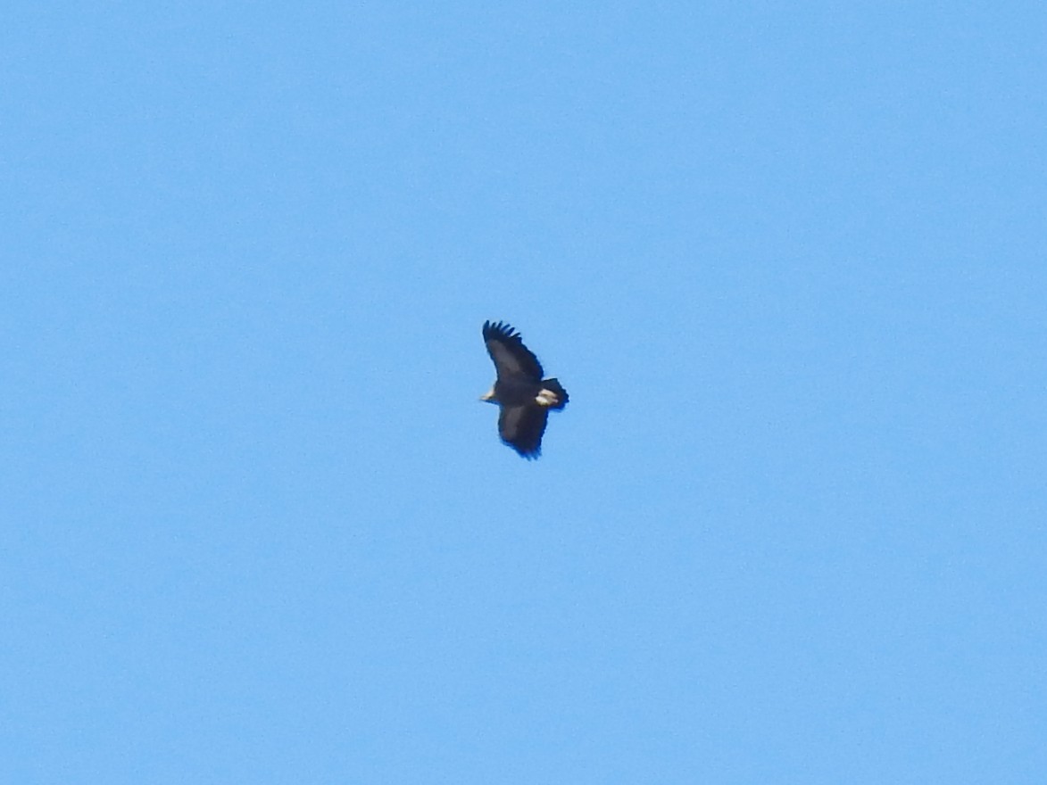 Eurasian Griffon - ML644590976