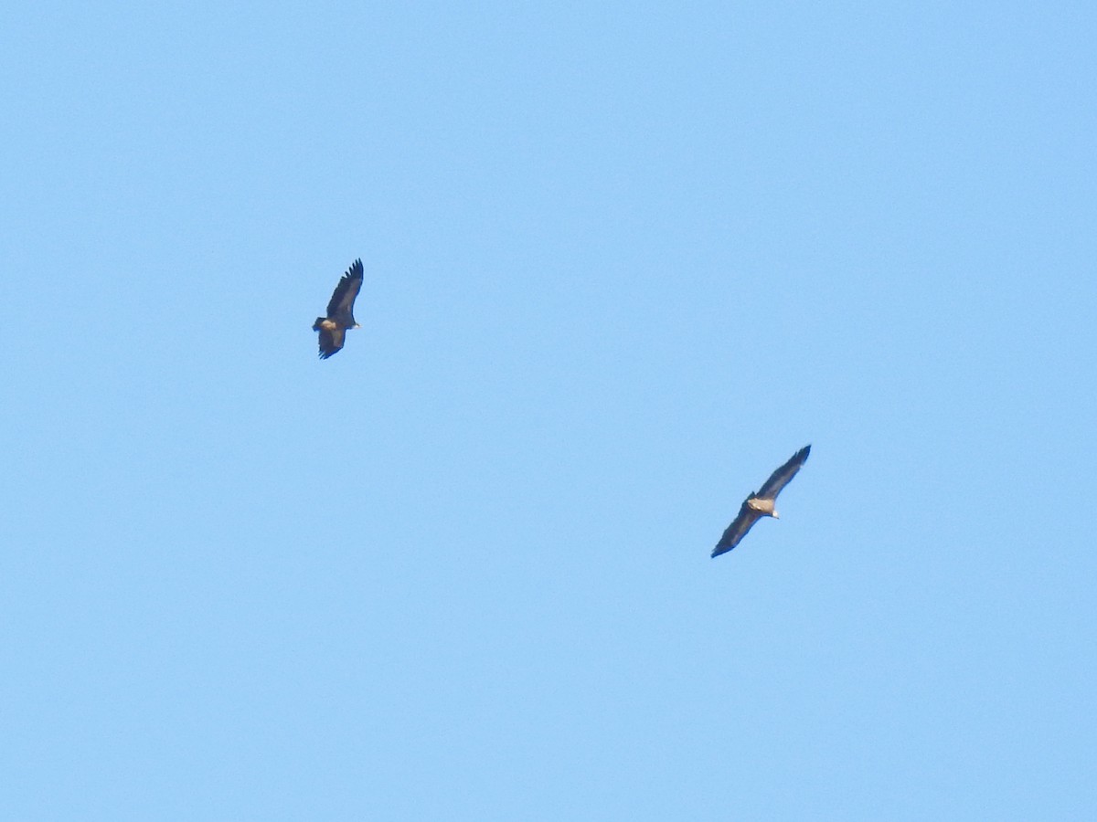 Eurasian Griffon - ML644590978