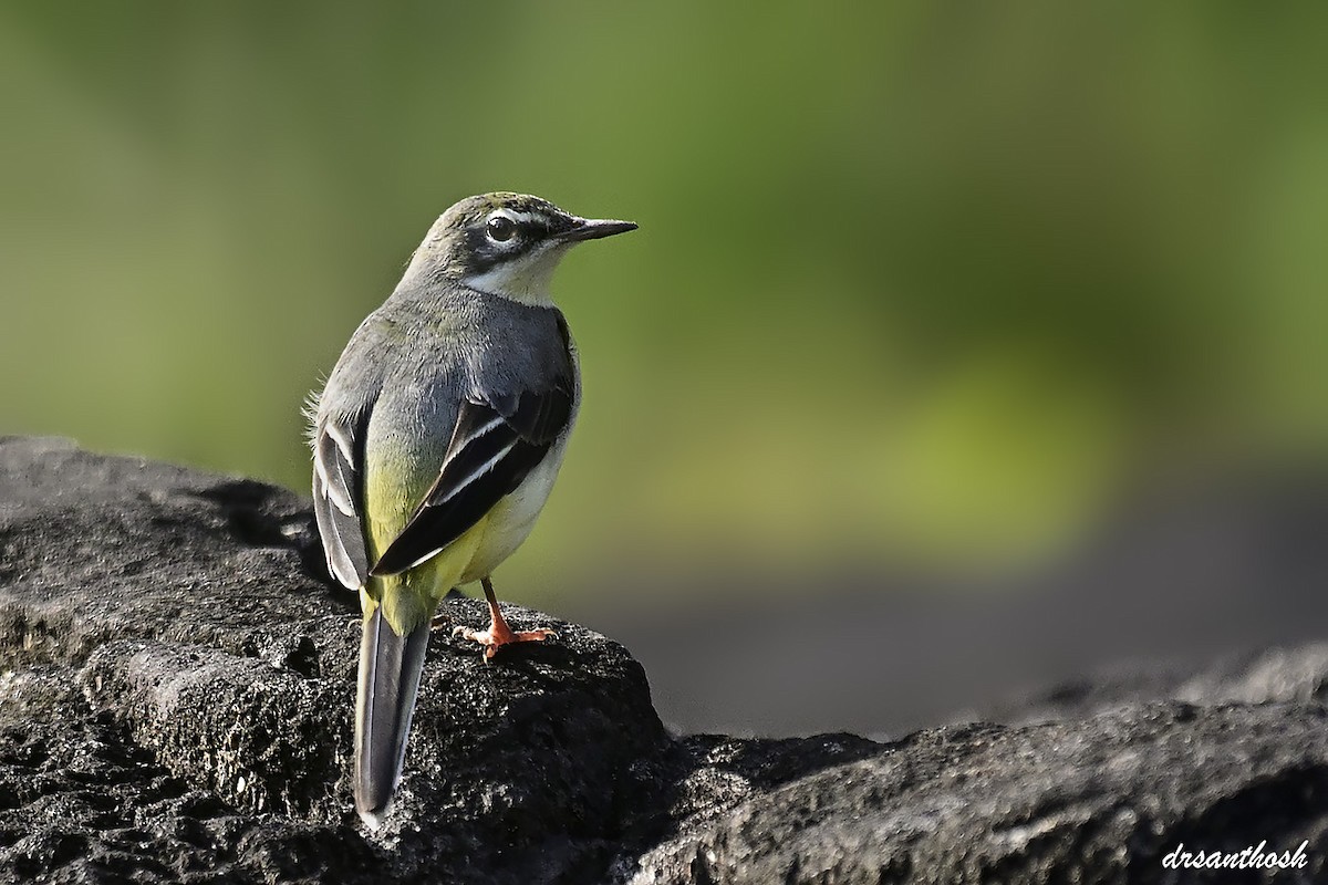 Gray Wagtail - ML644590983