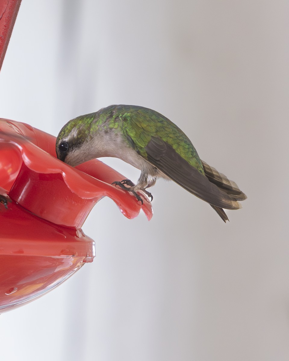 Красноклювый изумруд - ML644590984