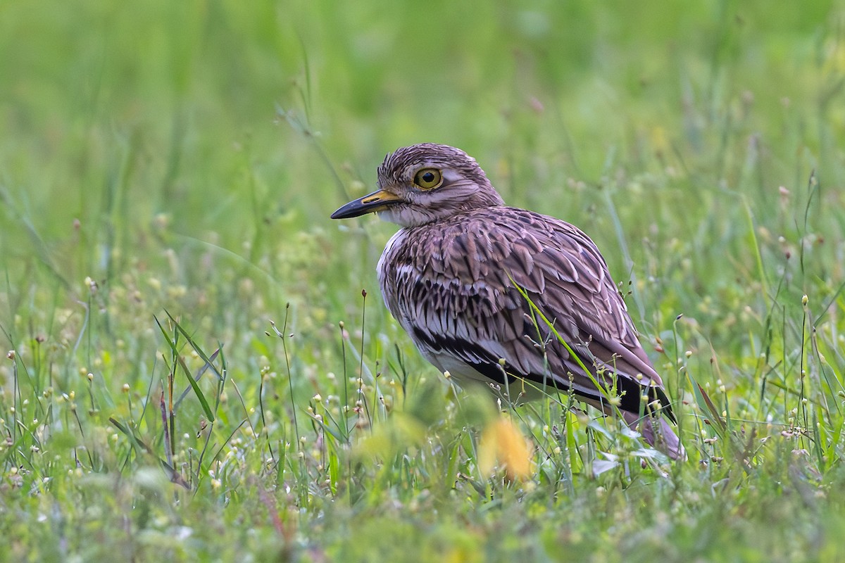 bengaltriel - ML644591012