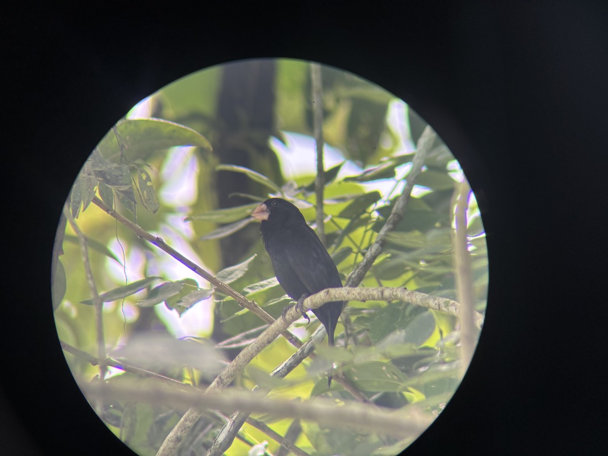 Nicaraguan Seed-Finch - ML644591014