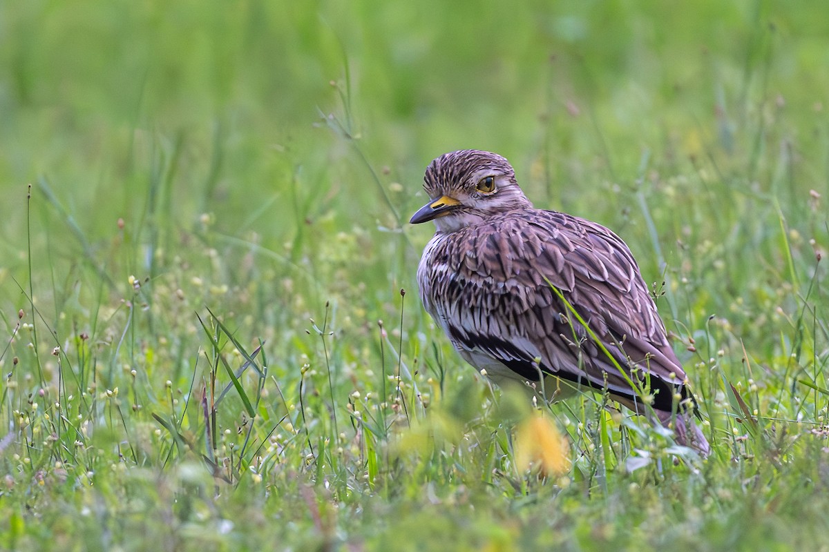 bengaltriel - ML644591018