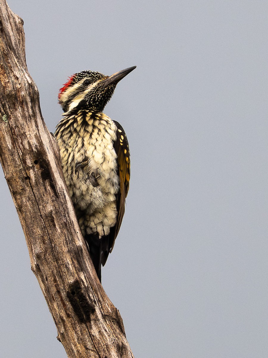 bengalspett - ML644591023