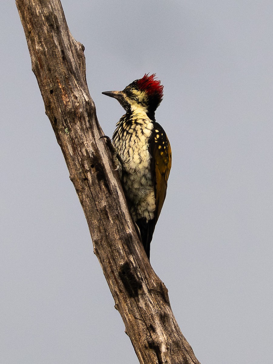 bengalspett - ML644591028