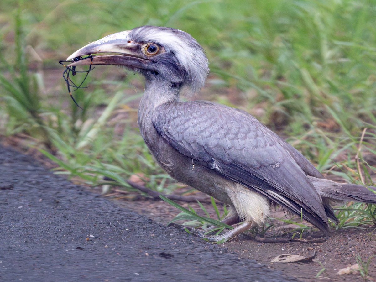 indiahornfugl - ML644591032