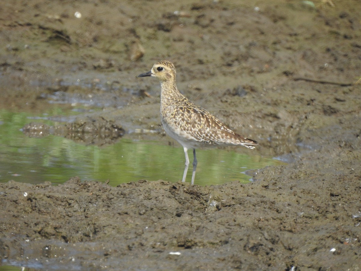 Pluvier fauve - ML644591033