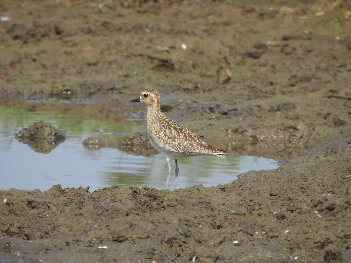 Pluvier fauve - ML644591034