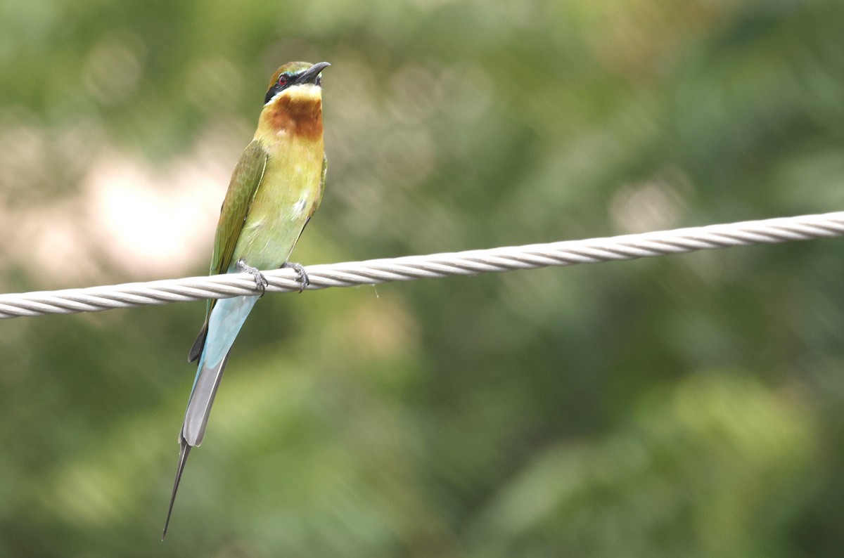 Blue-tailed Bee-eater - ML644591037