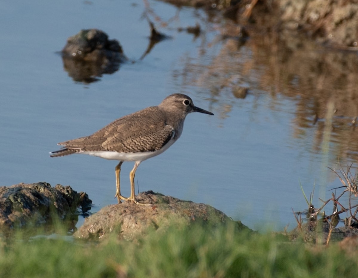 Common Sandpiper - ML644591039
