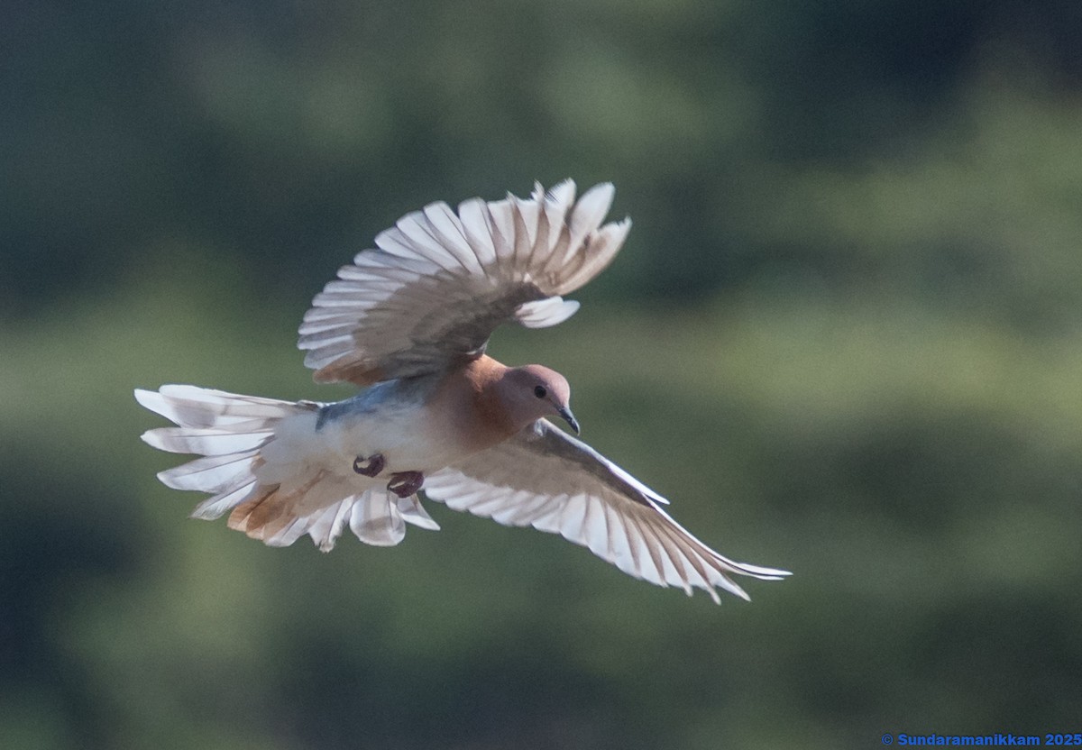 Laughing Dove - ML644591040
