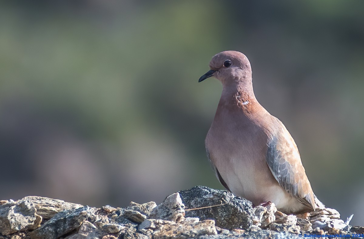 Laughing Dove - ML644591041