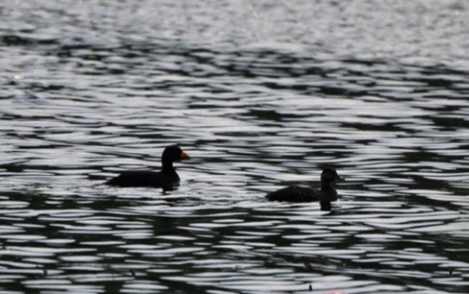 Black Scoter - ML644591058