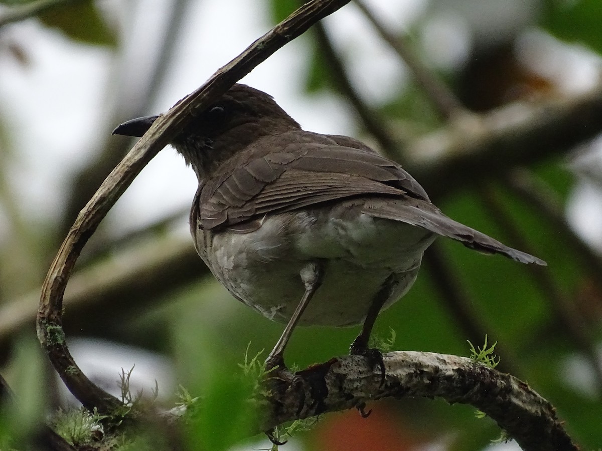 Zorzal Piquinegro - ML644591059