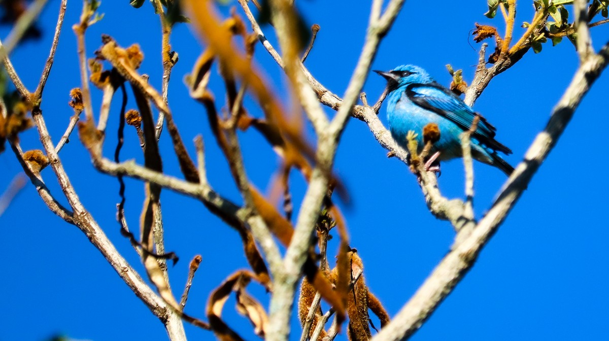 Blue Dacnis - ML644591063