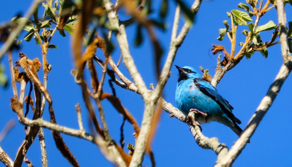 Blue Dacnis - ML644591064