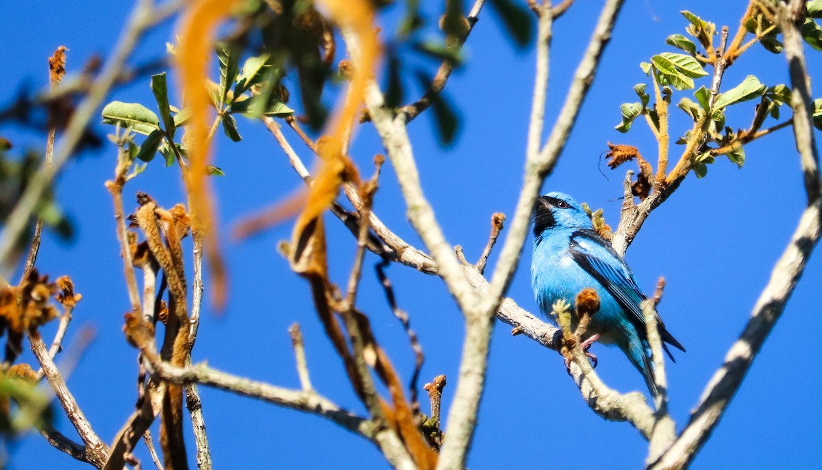 Blue Dacnis - ML644591065