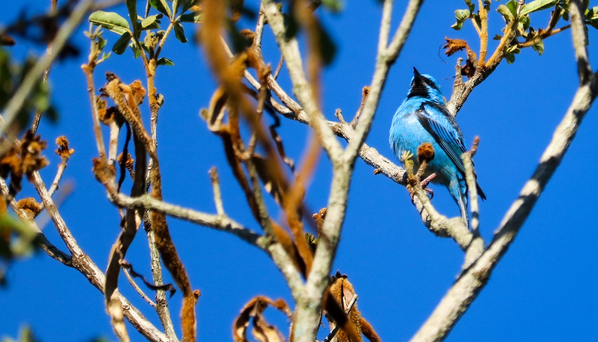 Blue Dacnis - ML644591066