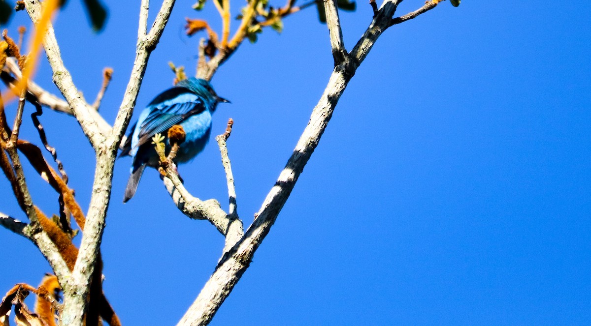 Blue Dacnis - ML644591067