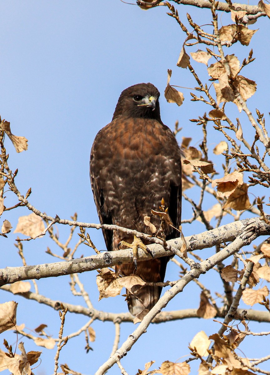 Канюк неоарктичний - ML644591069