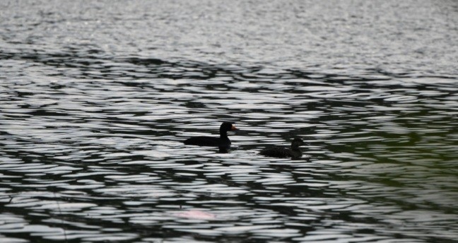 Black Scoter - ML644591071